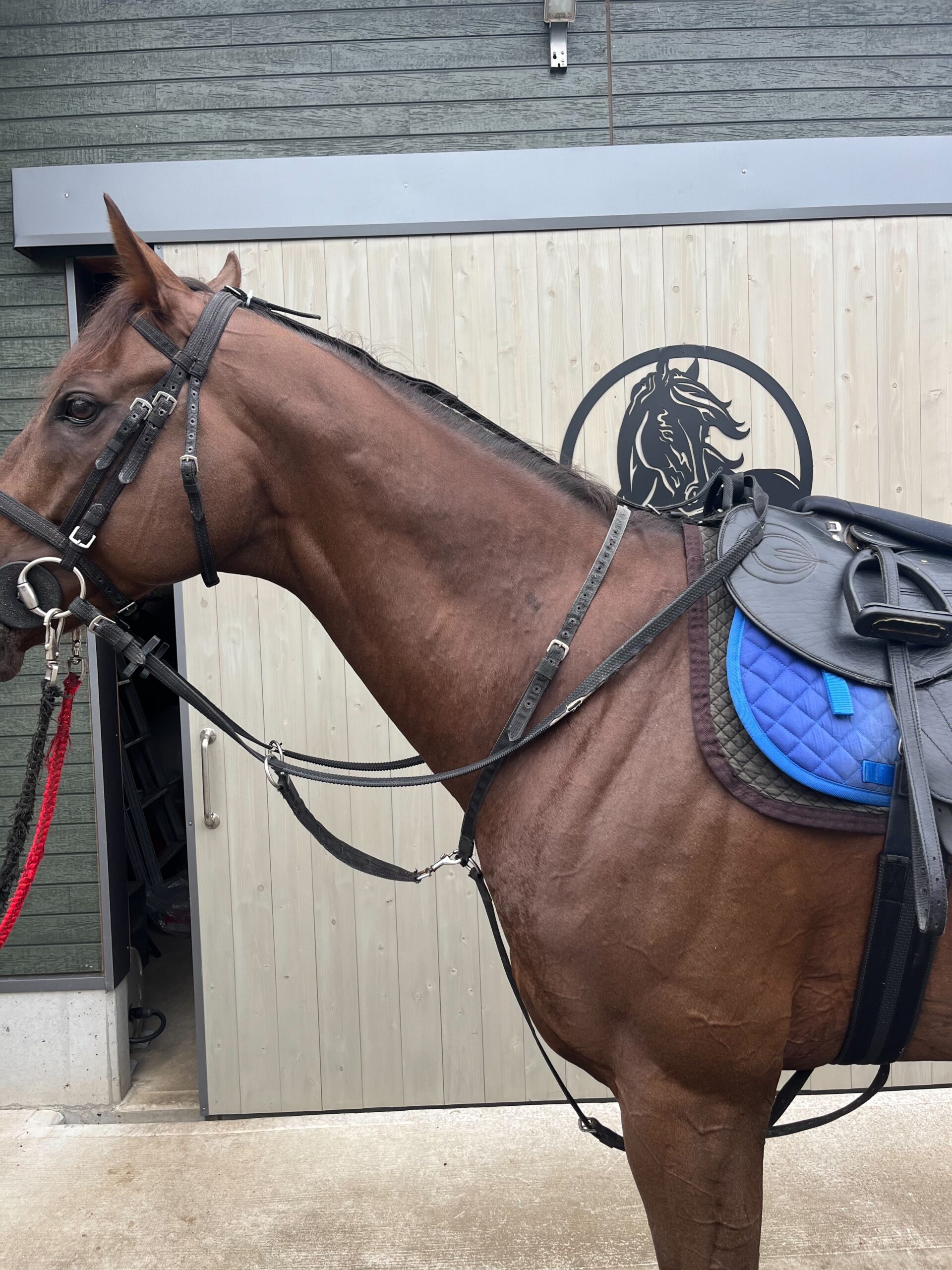 HEAD UPER(ヘッドアッパー)馬具装着の馬